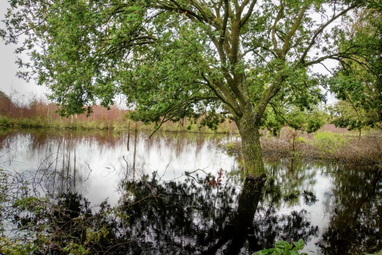 boom in het water, weerspiegeling op het water