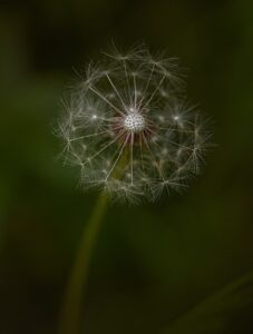 flower, bloom, dandelion, botany, blossom, wish, flower background, beautiful flowers, nature, garden, flower, flower, flower wallpaper, flower, flower, flower