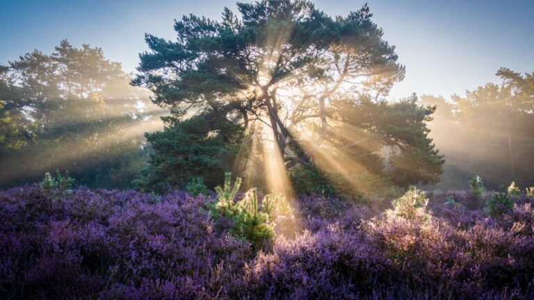 bloeiend heide veld, zonnestralen, jacobsladders, denneboom