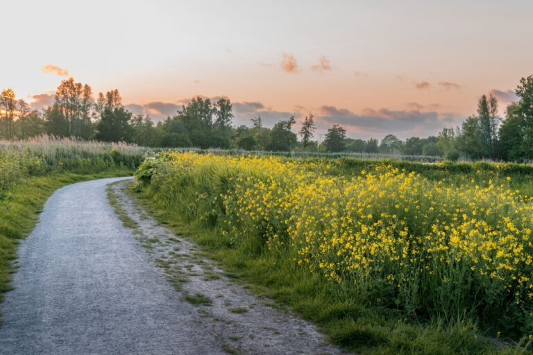 bloeind koolzaad, slinger pad, ondergaande zon, roze gekleurde lucht